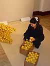 Za instalaciju s limunima trebalo im je nešto više od 12 sati rada i 300 kilograma limuna, a najviše pažnje posvetili su izradi čvrste konstrukcije na koju su postavljali limune