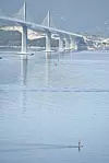 Pelješki most