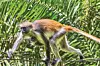 Zanzibar Red Colobus monkey and baby in Jozani Forest.