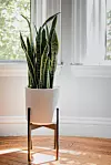 Biljka zmija je poznata po visokoj proizvodnji kisika.