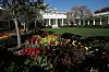 WASHINGTON, DC - APRIL 16: Flowers bloom in the Rose Garden outside the West Wing of the White House on April 16, 2015 in Washington, DC. Spring flowers, including cherry blossoms, are a popular attraction in Washington every Spring. (Photo by Win McNamee/Getty Images)