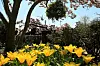 WASHINGTON, DC - APRIL 06: Flowers are in bloom in the Rose Garden as Marine One carrying U.S. President Barack Obama takes off from the south lawn of the White House on April 6, 2011 in Washington, DC. President Obama is traveling to Pennsylvania and New York and will return later this evening. (Photo by Mark Wilson/Getty Images)