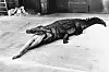 U Wuppertalu je 1983. snimio fotografiju ‘Legenda čednosti, Scena iz baleta Pine Bausch’, poznatiju pod nazivom ‘Krokodil jede balerinu’