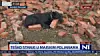 Scene iz razrušenih gradova slamaju srca...