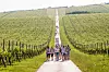 Regijom dominiraju četiri vinogorja: zapadno ili feričanačko, južno ili đakovačko, sjeverno ili baranjsko te istočno ili erdutsko. U mjestima Kneževi Vinogradi, Zmajevac i Suza ima odličnih vinarija s tradicionalnim sortama kao što su graševina, traminac i frankovk