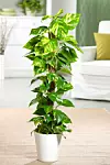 GWI/FLORAMEDIA/GARDEN WORLD IMAGES/