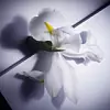 Iris Pallida, koja raste po obali Dalmacije, sjevernoj Italiji, i na jugu Francuske, možda je najcjenjenija mirisna esencija u paletama kreatora parfema koji rade za najluksuznije brendove svijeta.
