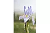 Evo kako izgleda cvijet Iris Pallida, poznatiji kao 'blijeda perunika'