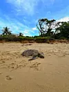 Uršku su oduševile kornjače koje su ljenčarile na plaž