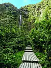 Staza Pīpīwai poznata je i kao 'Bamboo Trail' jer prolazi kroz gustu bambusovu šumu
