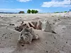 Duge pješčane plaže poznate su po školjkama
