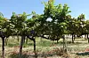 Vinograd Urla