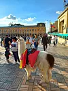 Ljama u povijesnom središtu Bogote