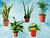 Sansevieria trifasciata ‘Laurentii’ (svekrvin jezik) - od 29.90 kn (Vrtni centar Flora) // Aloe Vera - 5,99 kn (Pevex) // Chamaedorea ERlegans (palma sreće) - 12,90 kn (Ikea) // Spathiphyllum (mirni ljiljan) - 59,90 kn // Peperomia argyreia - od 49,90 kn (Vrtni centar Flora)