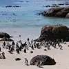 Plaža Boulder gdje je moguće vidjeti pingvine