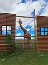 U Stellenboschu je Giraffe House, gdje se mogu upoznati pitomije afričke životinje