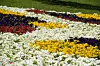 Još malo kreće Floraart - izložba cvijeća koju vrijedi posjetiti