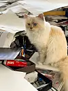 Choupette je navodno glavna nasljednica dizajnerovog bogatstva.