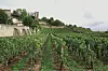 Vinogradi u okolici grada