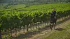 Franković Wine Estate