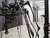 U svom je studiju uživao u golemom pauku umjetnice Louise Bourgeois