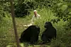 Jane Goodall u Tanzaniji je snimila film ”Jane‘s Journey”