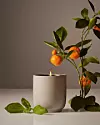 Mandarina