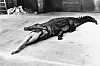 Čuvena fotografija ‘Krokodil jede balerinu‘ iz 1983.