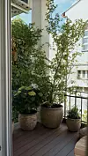 Merin balkon sada ukrašavaju javor, hortenzija, limeta i mandarina