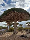 Na otoku raste drveće vrste Dracaena cinnabari