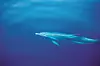 Dolphins swimming and jumpig on the sea near Skiathos island, Greece
