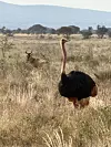Nacionalni park Tsavo proteže se na 20 tisuća kvadratnih kilometara netaknute prirode