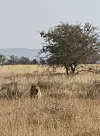 Kralj savane u punoj snazi, uočen je tijekom safarija parkom Tsavo, najvećim u Keniji