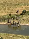 Detalj sa safarija: krdo zebri na pojilištu