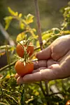 Njegove cherry rajčice jako voli kolegica iz redakcije, Mirta Šurjak