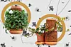 FOTOGRAFIJE: Terraplanter