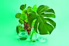 3 transparent glass vases filled with clear water and a branch of monstera deliciosa inside in front of a potted pilea peperomioide plant on a turquoise background. Play of light and transparency. Minimal still life color photography, Image: 446911295, License: Royalty-free, Restrictions: , Model Release: no, Credit line: Loulouvonglup / Alamy / Alamy / Profimedia