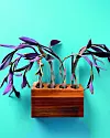 Tradescantia pallida/ crvenolisni puzavac