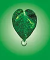 Water drops on a golden pothos (Epipremnum aureum) leaf., Image: 443324935, License: Rights-managed, Restrictions: , Model Release: no, Credit line: Science Photo Library / Sciencephoto / Profimedia