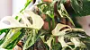 Monstera Variegata jedna je od najpopularnijih biljaka u posljednje vrijeme