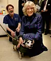 Camilla u posjeti veterinarskoj klinici za male životinje 'Queen Mother' u Hatfieldu 2016.