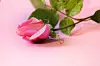 RJAK/ALAMY/ALAMY/PROFIMEDIA
