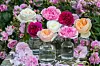 GARDENPIX/PROFIMEDIA