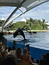 U Loro Parqueu se prikazuje show s orkama