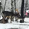 U izletištu Šumska bajka možete hraniti jelene i košute