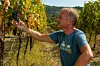 Ivica Matošević u svom vinogradu.