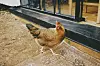 Jednostavna svakodnevica koja na Farm Houseu dobiva poseban šarm