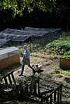 Kornelija proljeće obožava jer u njezinom vrtu cvatu i božuri, ukrasna kadulja, mačja metvica, pajasmin