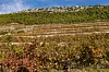Vinogradi na Pelješcu