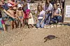 Kornjača Bura žuri u more